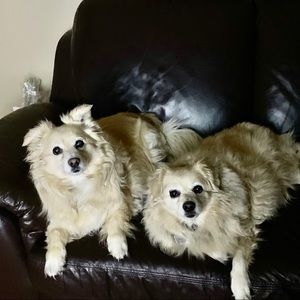 Meet your Posher, Moya